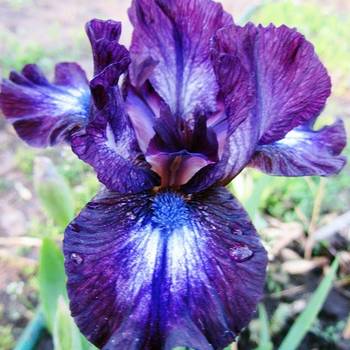 Ирис Iris Pumila ‘Larrikin’